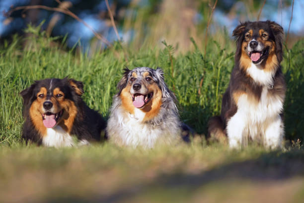 istock Three adorable Australian Shepherd dogs (blue merle and tricolor) posing together on a green grass in summer 1585190196