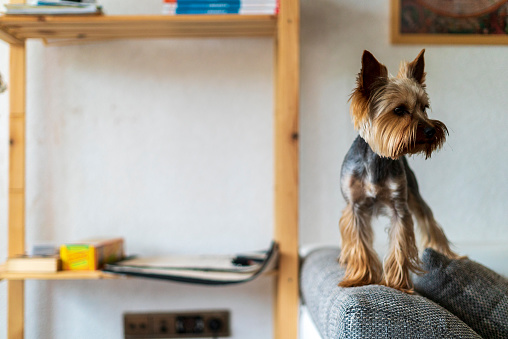Yorkshire Terrier on a chair in the living room. Selective focus.