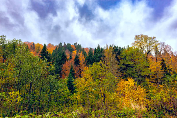 istock Autumn landscape of mixed deciduous and coniferous forest 1585197772