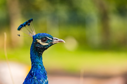 Blue glowing head of peacock from side as close up isolated in nature, Germany