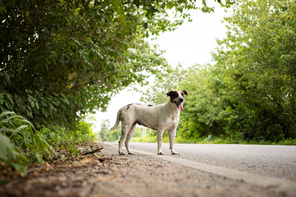 A lonely cute white puppy sitting on road with blurry tree background. Small cute stray dog, dogs, doggy abandoned lonely on the roadside.