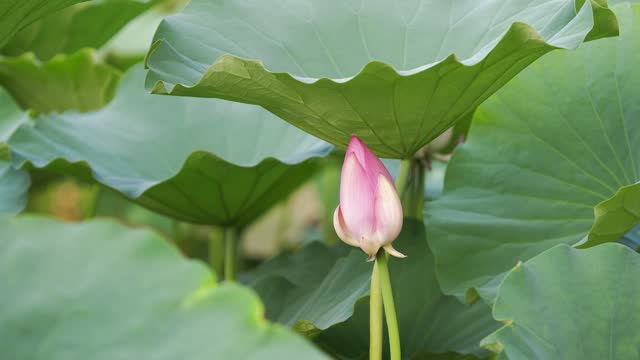 lotus bud sway with the wind