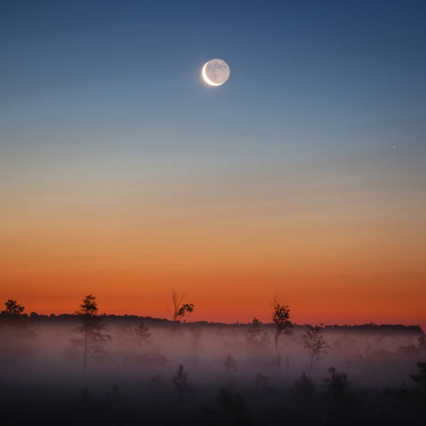 istock Foggy morning at Yelnya bog 1585215098