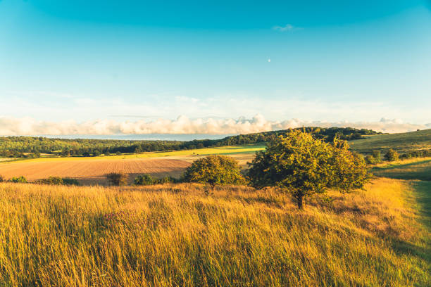 campo agrícola de tierras de cultivo de pitstone hill buckinghamshire, reino unido - crop buckinghamshire hill pasture fotografías e imágenes de stock