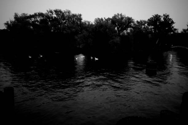White Swans in the ontario lake. Slow speed technical photography