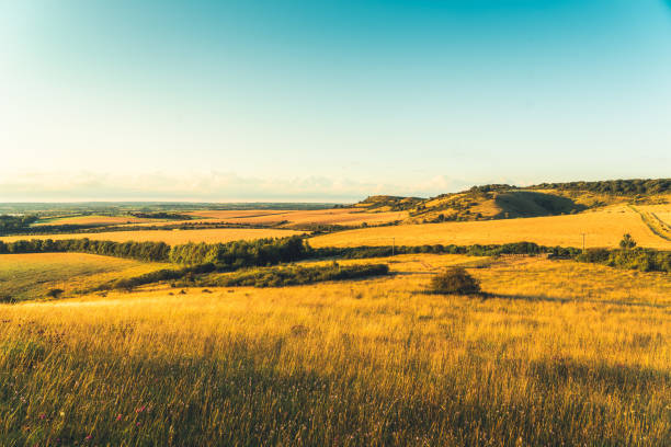 ピットストーンヒル農地農業フィールドバッキンガムシャー、英国 - crop buckinghamshire hill pasture ストックフォトと画像