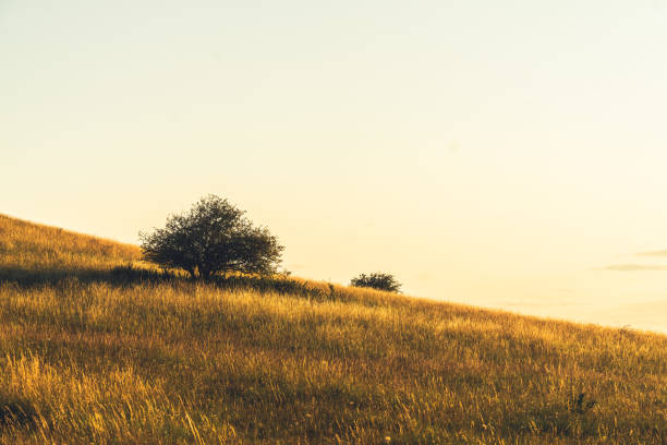 ピットストーンヒル農地農業フィールドバッキンガムシャー、英国 - crop buckinghamshire hill pasture ストックフォトと画像