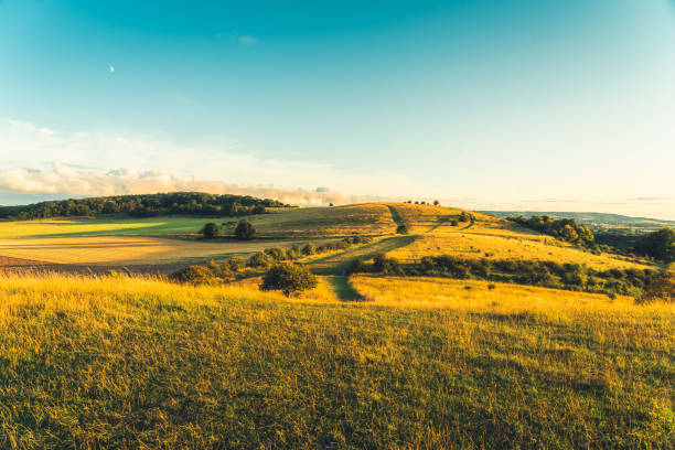 ピットストーンヒル農地農業フィールドバッキンガムシャー、英国 - crop buckinghamshire hill pasture ストックフォトと画像