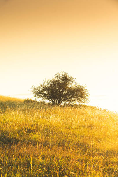 campo agrícola de tierras de cultivo de pitstone hill buckinghamshire, reino unido - crop buckinghamshire hill pasture fotografías e imágenes de stock