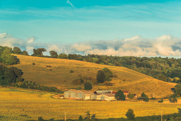 pitstone hill farmland agricultural field buckinghamshire, regno unito - crop buckinghamshire hill pasture foto e immagini stock