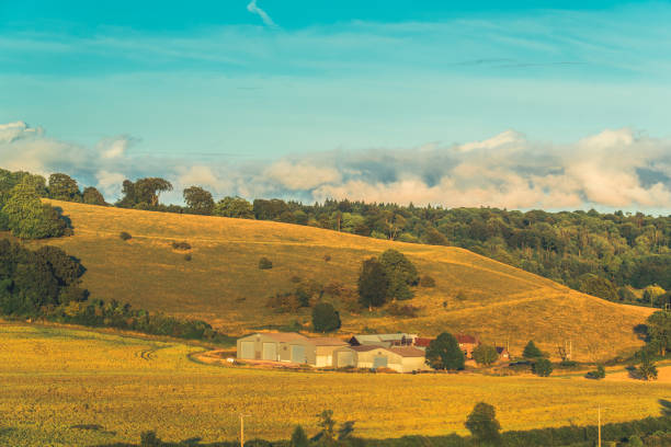питстоун-хилл сельскохозяйственное поле сельскохозяйственные угодья бакингемшир, великобритания - crop buckinghamshire hill pasture стоковые фото и изображения