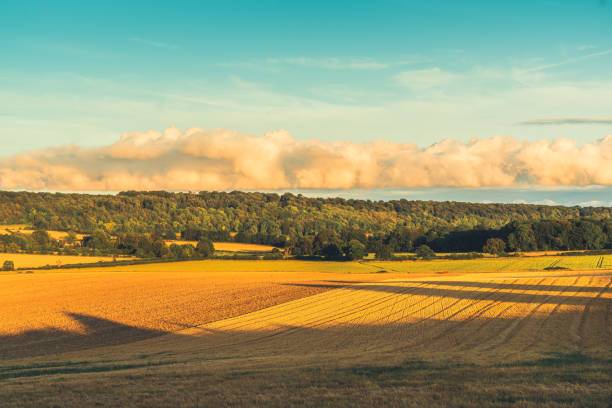 pitstone hill farmland agricultural field buckinghamshire, regno unito - crop buckinghamshire hill pasture foto e immagini stock