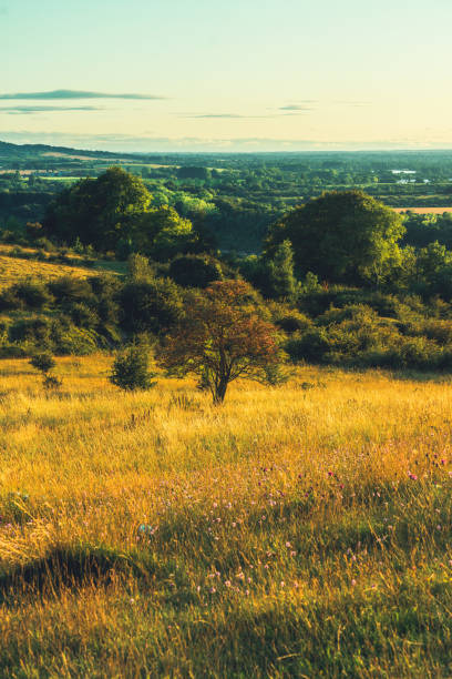 campo agrícola de tierras de cultivo de pitstone hill buckinghamshire, reino unido - crop buckinghamshire hill pasture fotografías e imágenes de stock