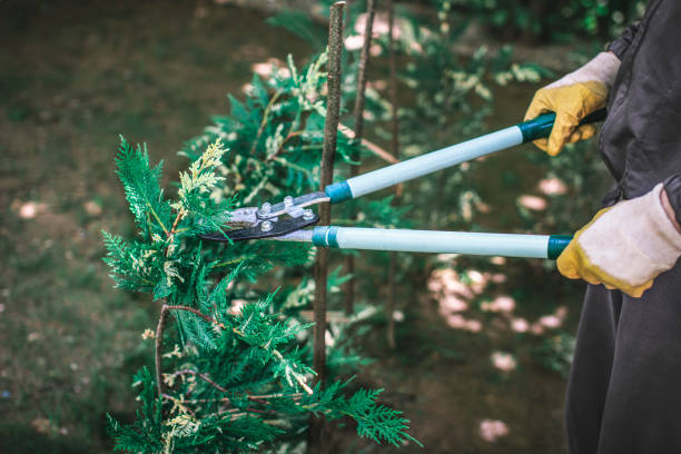istock Man's hands holding pruning shears and cutting a green pine tree in the garden 1585220127