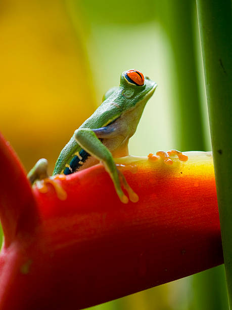istock The red eyed tree frog in Costa Rica 158522185
