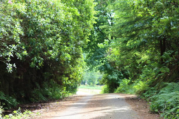 istock Woodland path surrounded by thick green foliage, in summer sunshine 1585224063