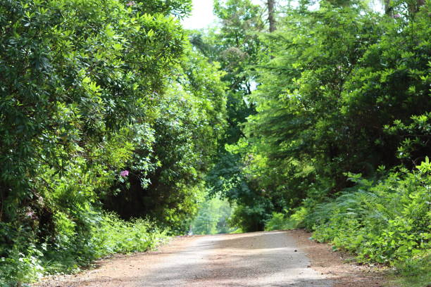 istock Woodland path surrounded by thick green foliage, in summer sunshine 1585224087