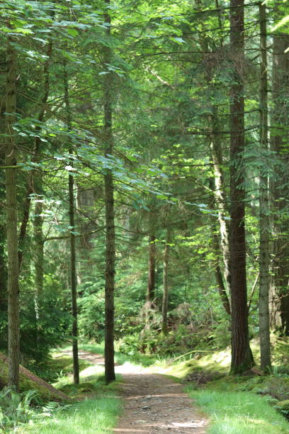 istock Woodland path winding through tall trees, in summer sunshine 1585227938