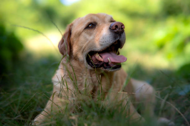 istock Happy Labrador Greets with a Tail Wag and Joyful Eyes 1585231116