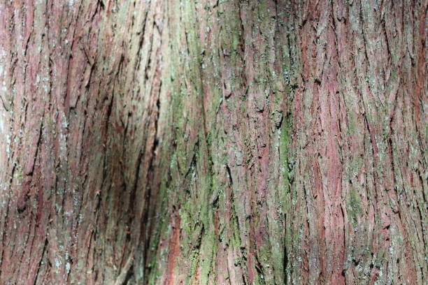 Close up of striped red cedar bark