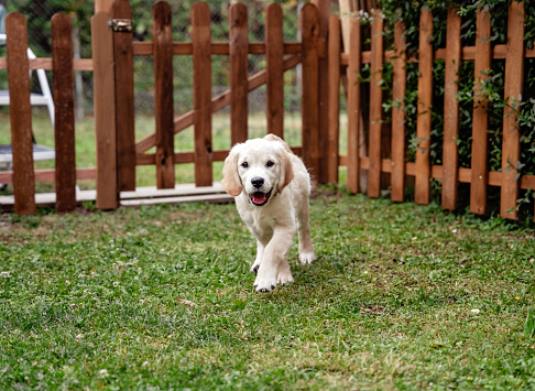Cute golden retriever puppy three months old running on green grass in backyard garden protected by wooden fence. Dog playing outdoors.