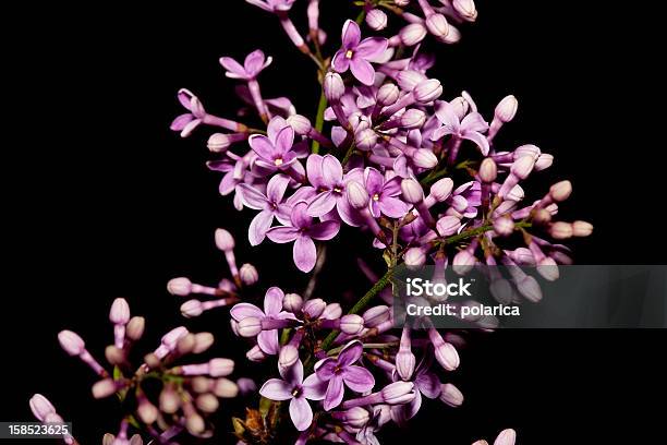 Lilac Stock Photo - Download Image Now - Lilac, Black Color, Abstract