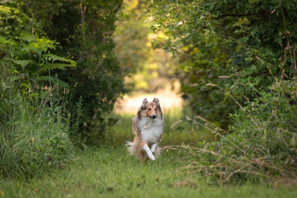 istock Energetic Collie Running in a Lush Meadow with Trees in the Background 1585241736