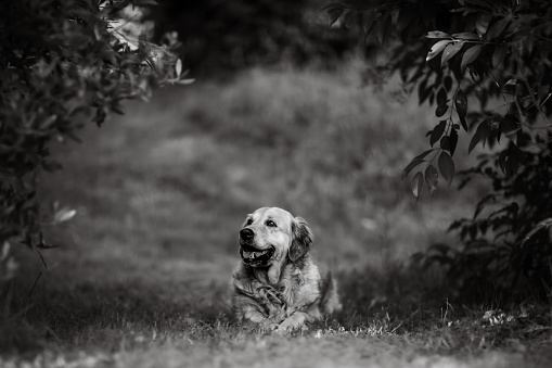 Witness the timeless beauty of the Golden Retriever, elegantly portrayed in monochrome serenity. The absence of color accentuates the graceful contours of her form and the soulful expression in her eyes. Against a backdrop of light and shadows, this black and white portrait captures the essence of the Golden Retriever's gentle nature and the wisdom that comes with age. A truly enchanting image that stands the test of time.