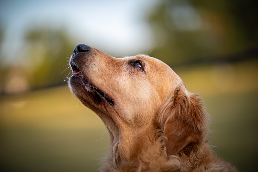 Experience the warmth of the Golden Retriever's affectionate gaze, which exudes love and loyalty. The serene surroundings create a perfect backdrop for this heartwarming moment of connection. This captivating scene captures the deep bond and devotion that Golden Retrievers are known for, making them beloved family companions.