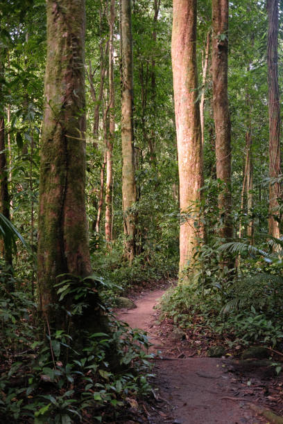 Mossman Gorge walking track Beautiful path in the old Daintree Rainforest mossman gorge stock pictures, royalty-free photos & images