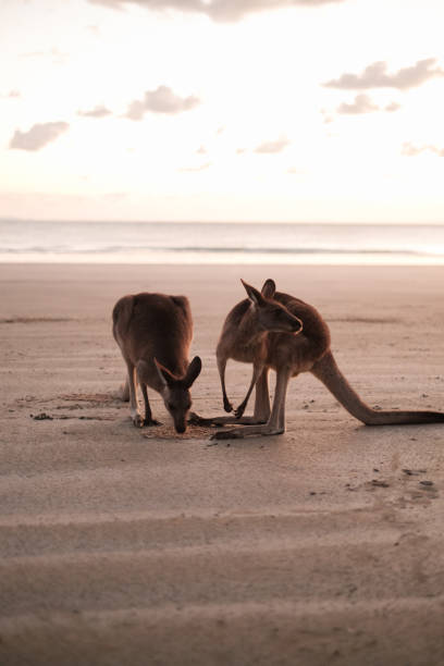 istock Kangaroos on the beach at sunrise 1585244174