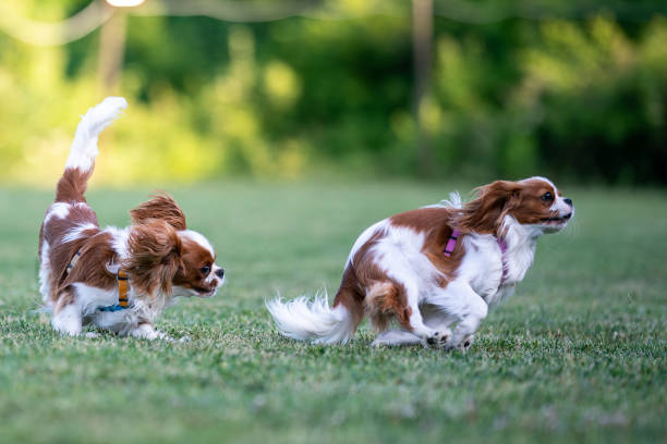 istock Joyful Cavalier King Charles Duo Delight in Playful Chase 1585253585