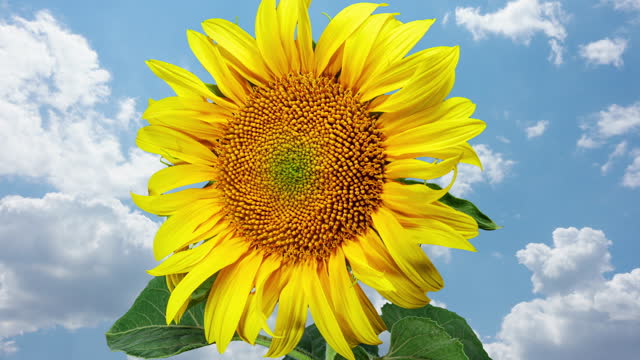 Yellow Sunflower Blooming on a Clouds Time Lapse Background in Timelapse. Agriculture Theme for Oil and Food Production. Macro Time Lapse Opening Sunflower Head