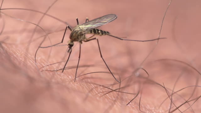 SLOW MOTION: Mosquito