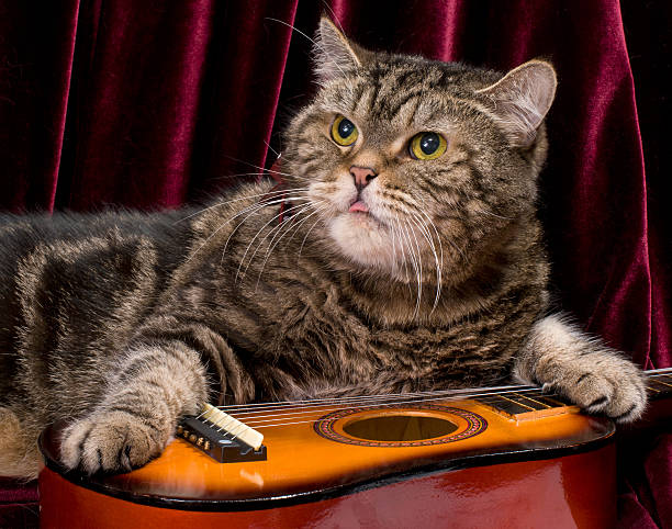istock Fat striped cat on a guitar in front of a curtain 158526364