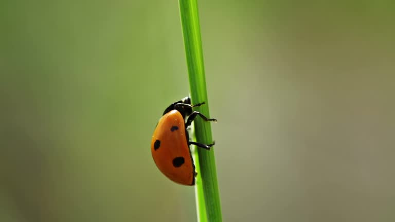 SLOW MOTION: Ladybeetle