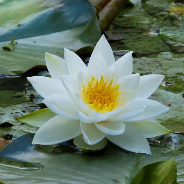 White water lilly flower in bloom stock photo