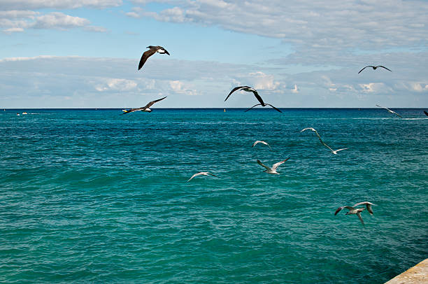 istock Sea Gulls Flying Away 158527998