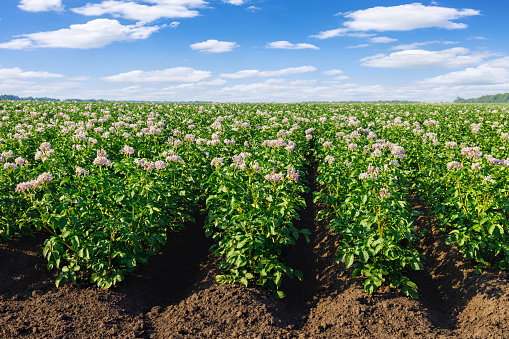 closeup of blooming potato field with pink flowers and blue sky at summer day