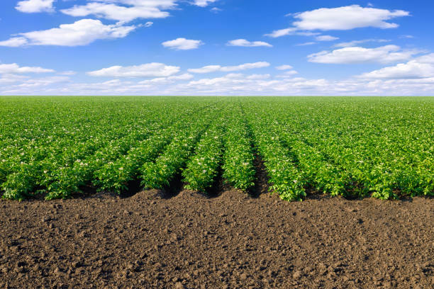 field of blooming potato and blue sky with clouds at summer day