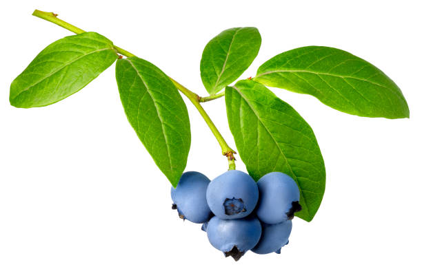 istock branch of ripe blueberries isolated on white 1585288110
