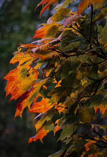 Close up of autumn leaves on tree