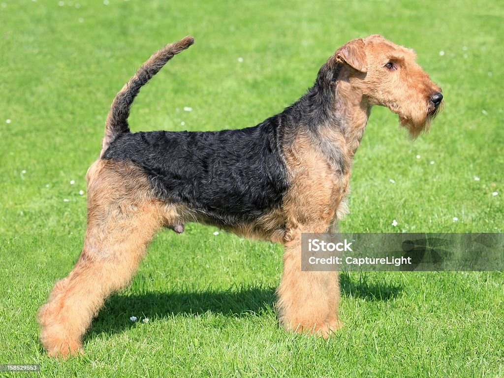 Airedale terrier Portrait of nice airedale terrier in the garden Airedale Terrier Stock Photo