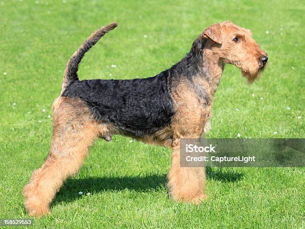 Airedale Terrier Stock Photo - Download Image Now - Airedale Terrier, Animal, Animal Body Part