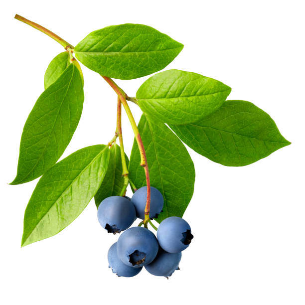 istock ripe blueberries hanging on a branch isolated on white 1585305963