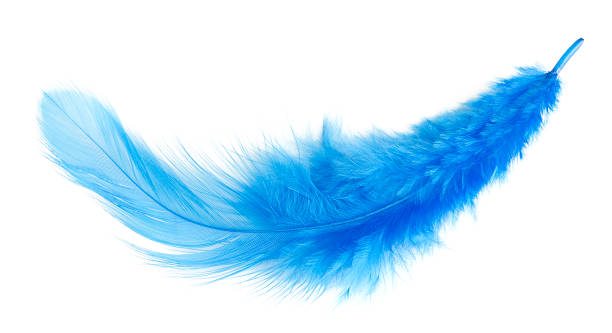 feather. aislado azul - animal hair animal bristle close up fotografías e imágenes de stock