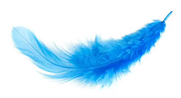 Photo of blue feather. isolated