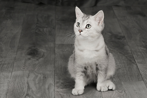 cute gray scottish cat with green eyes