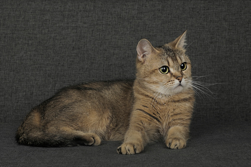 cute cat scottish golden chinchilla with green eyes