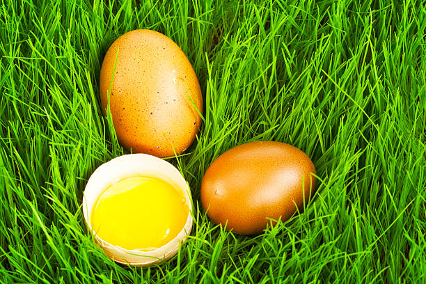 frango ovo na relva verde - eggs cracked opening fragile imagens e fotografias de stock